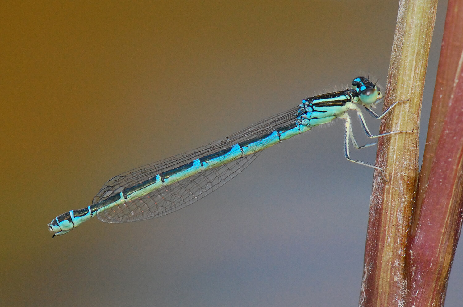 Female Dainty Damselfly by John Reinecke